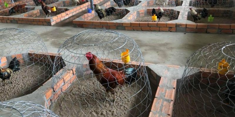 Nuôi gà chọi con khoẻ mạnh mang ý nghĩa quan trọng
