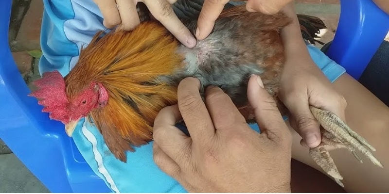 Cách chăm sóc gà đá khi bị bệnh về chế độ dinh dưỡng