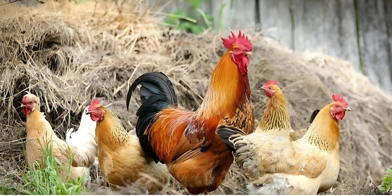 Một số điều cần lưu ý khi phối giống gà đá